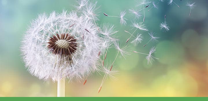 Common Causes of Allergies - Mobile